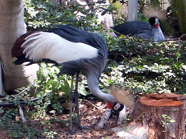 3816-african_crane