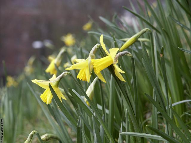 PICT5344-Daffodils_on_tower_hill